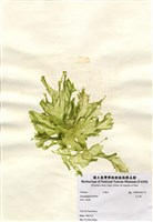 藏品(孔石蓴)的圖片